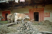 Old Manali - Himalayan Style of Construction, this nice village on the kullu valley is inesorably decaying